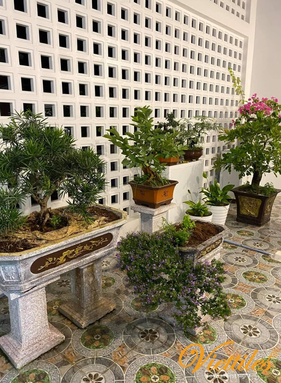 bông gió hà nội
